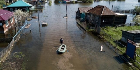 Sadnja šljive na uralu i sibiru