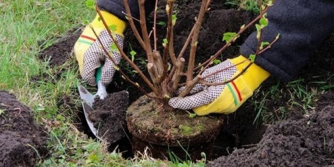 Sadnja sadnica ribizle u proleće