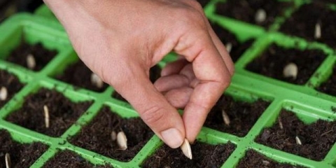 Sadnja sadnica bundeve u otvorenom tlu