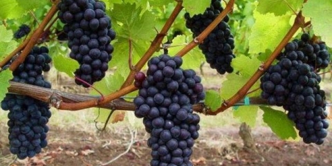 Sadnja grožđa u srednjoj traci za početnike