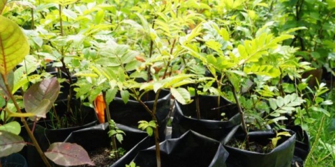 Sadnja orlovi nokti u proljeće sa sadnicama: upute korak po korak