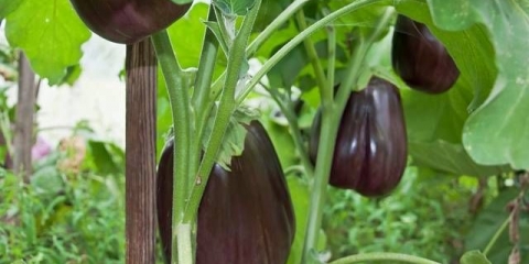 Sjetva patlidžana za rasad