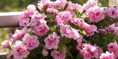 Sjetva i uzgoj petunija u tresetnim tabletama