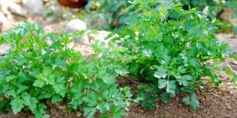 Sjetva sjemena peršuna u otvoreno tlo u proljeće