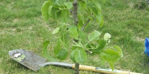 Korak po korak upute za sadnju kruške