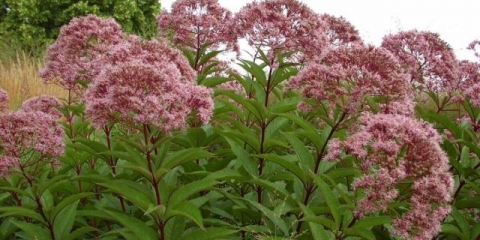 Stabljika ljubičasta: fotografija u pejzažnom dizajnu, sadnji i njezi
