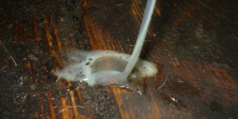 Nakon osjemenjavanja, krava ima bijeli iscjedak: uzroci i liječenje