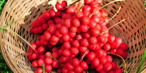 Podiže ili snižava krvni pritisak sok, sjemenke, tinktura limunske trave