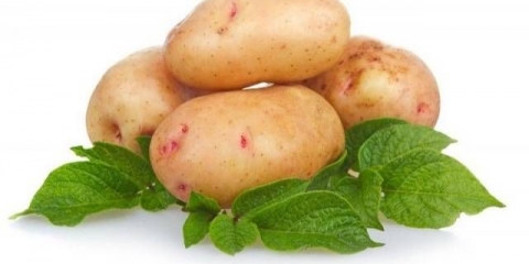 Sorte krompira kasnog zrenja: opis + fotografija