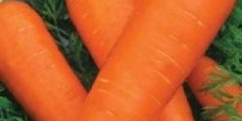 Kasno sazrele sorte šargarepe