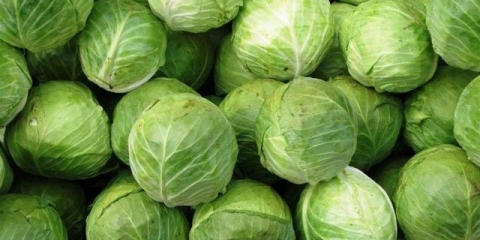 Kada saditi kasni kupus