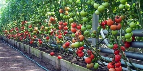 Kasne sorte paradajza za plastenike