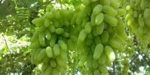 Kasne sorte grožđa i stolne sorte za jug rusije