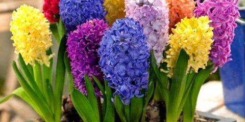 Pravila i rokovi za tjeranje zumbula do 8. Marta