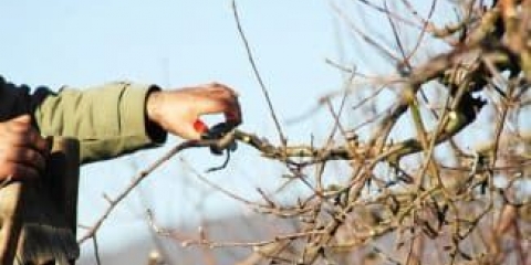 Pravila rezidbe kruške