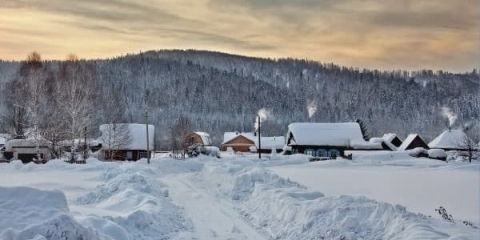 Pravila za pripremu ribizle za zimu