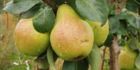 Pravila sadnje kruške