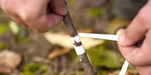 Pravila cijepljenja ribizle