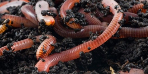 Pravila za uzgoj glista kod kuće