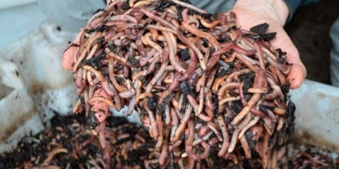 Pravila za uzgoj kalifornijskih crva