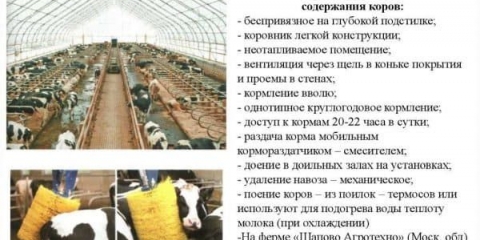 Pravila za držanje teladi zimi kod kuće