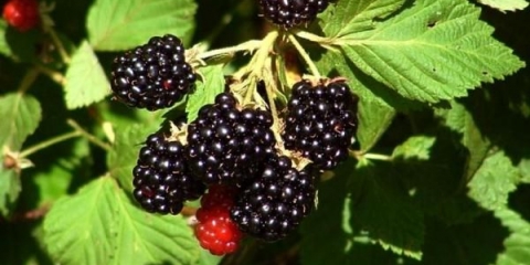 Pravila za uzgoj, njegu, razmnožavanje i orezivanje kupine