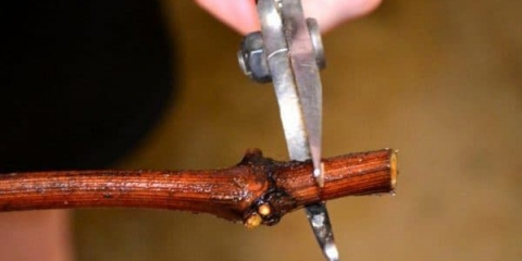 Pravila za uzgoj grožđa iz reznica kod kuće