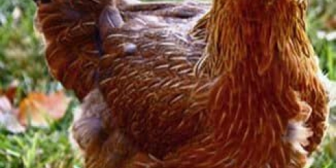 Prednosti i opis rase pilića ameraucana