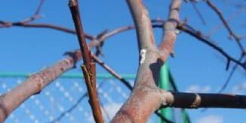 Prednosti kalemljenja kruške i 7 načina za kalemljenje