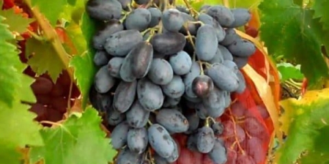 Prednosti grožđa ruslan za domaće uzgajivače