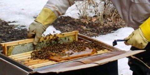 Priprema pčele za pčele: uputstva