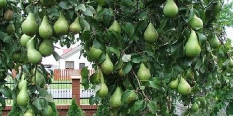 Lijekovi protiv bolesti kruške