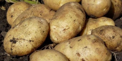 Prestiž za preradu krompira