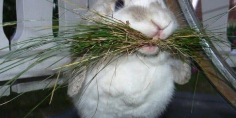 Uzroci i liječenje nadimanja ili nadimanja kod kunića