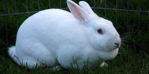 Uzroci i liječenje nadutosti kod kunića