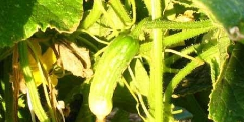 Razlozi zašto krastavci požute u stakleniku