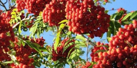 Pravljenje domaćeg vina od rowan