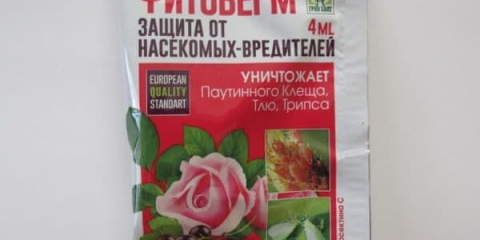 Upotreba fitoverma za preradu ribizla