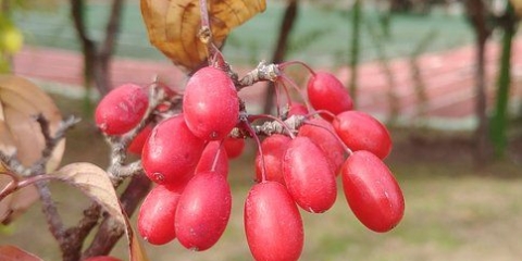 Upotreba bobica limunske trave