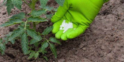 Upotreba uree za sadnice paradajza u stakleniku i otvorenom tlu