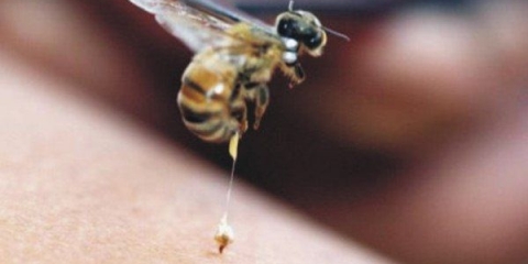Upotreba pčelinjeg otrova