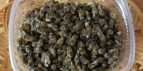 Upotreba mrtvih pčela u medicini