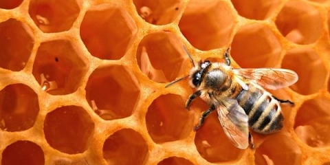 Upotreba pčelinjeg voska u kozmetologiji i tradicionalnoj medicini
