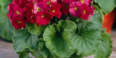 Jaglac obkonika: kućna njega