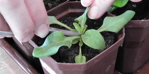 Štipanje petunija: fotografija korak po korak