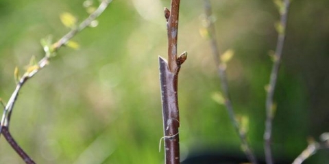 Kalemljenje trešnje: ljeto, proljeće