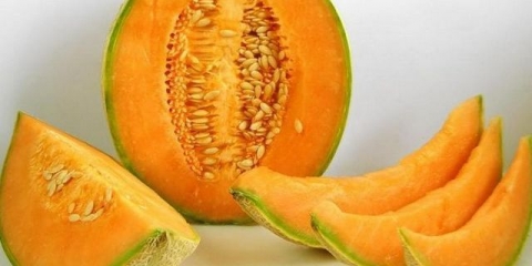 Kalemljenje dinje na bundevu