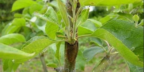 Kalemljenje u rascjep i rez - tehnološke karakteristike za stablo jabuke