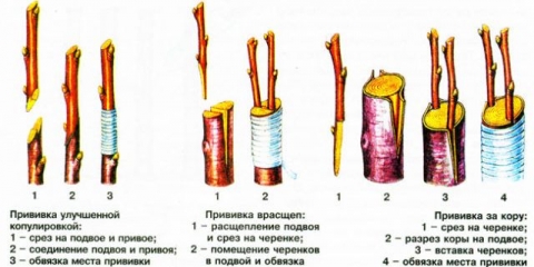 Kalemljenje trešanja za početnike: u proljeće i ljeto, šta kalemiti, video
