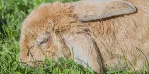 Vakcinacije za kuniće: vakcina za dekorativne kuniće protiv miksomatoze i vgbk, uputstvo